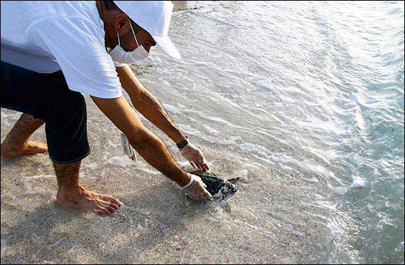 EAD and Nawah Released Rescued Turtles Back into Their Natural Habitats