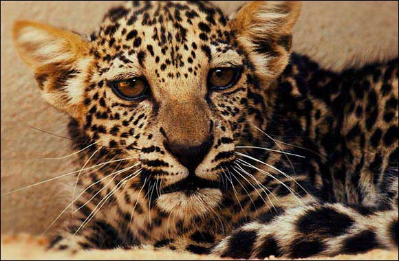 Birth of Rare Arabian Leopard Cub Marks Significant Milestone in Saving a Critically Endangered Species
