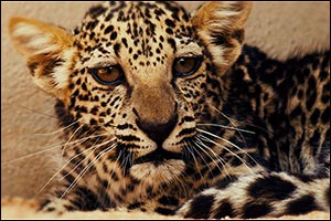 Birth of Rare Arabian Leopard Cub Marks Significant Milestone in Saving a Critically Endangered Spec ...