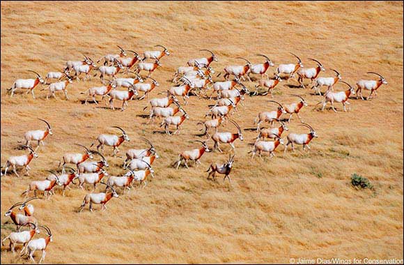 Environment Agency – Abu Dhabi Translocate New Batch of Scimitar-Horned Oryx and Addax to Chad