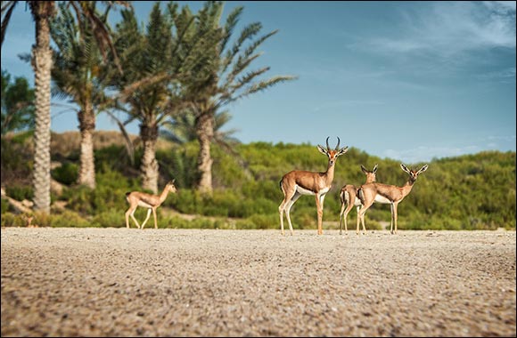 Take a Walk on the Wild Side: Saadiyat Island Abu Dhabi marks World Wildlife Day