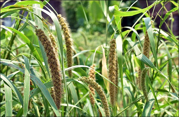 NYU Abu Dhabi Researchers Map Complete Genome of Millet for Climate Change Adaptation