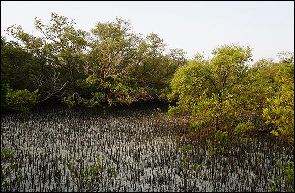 The Environment Agency - Abu Dhabi Announces  the “Ghars Al Emarat” which will Plant Mangrove Trees for each Visitor to COP28