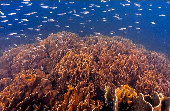 ADQ and Archireef Drive Innovative Solutions to Restore Abu Dhabi Marine Biodiversity