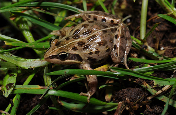 NYU Abu Dhabi Researchers Uncover Groundbreaking Insights into the Evolution of Color Patterns in Frogs and Toads