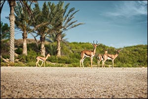 Take a Walk on the Wild Side: Saadiyat Island Abu Dhabi marks World Wildlife Day