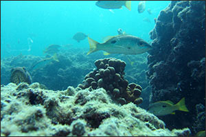 Hamdan bin Zayed Issues a Resolution on the Policy of Protected areas in Abu Dhabi