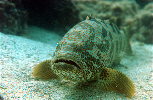 The Environment Agency – Abu Dhabi Issues a Decision to Regulate Recreational Fishing in Abu Dhabi
