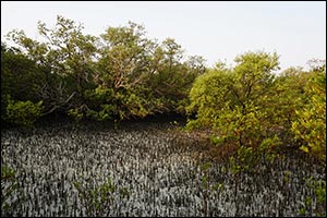 The Environment Agency - Abu Dhabi Announces  the “Ghars Al Emarat” which will Plant Mangrove Trees  ...