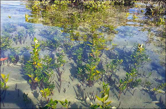 Environment Agency  Abu Dhabi and ENGIE Use Drone Technology in Mangrove Rehabilitation Project