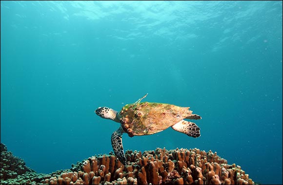 The Environment Agency - Abu Dhabi Launches Abu Dhabi Red List of Wildlife Species Report