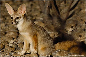The Environment Agency - Abu Dhabi Launches Abu Dhabi Red List of Wildlife Species Report