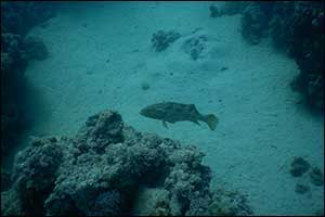 Environment Agency – Abu Dhabi  Monitors the Presence of One of the Rarest Blue Holes in the Waters of Al Dhafra Region