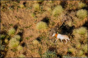 Environment Agency – Abu Dhabi Translocate New Batch of Scimitar-Horned Oryx and Addax to Chad