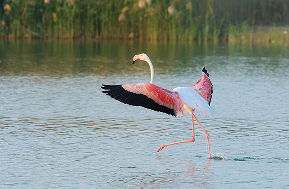 The Environment Agency - Abu Dhabi Issues its Digital Annual Report