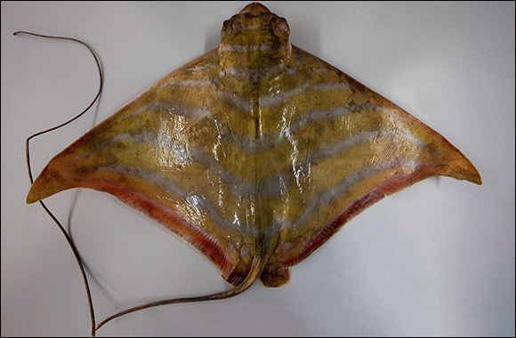 Environment Agency � Abu Dhabi Discovers New Eagle Ray Species in Abu Dhabi Waters Added to the Global List