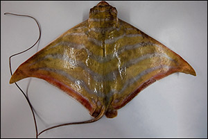Environment Agency – Abu Dhabi Discovers New Eagle Ray Species in Abu Dhabi Waters Added to the Global List