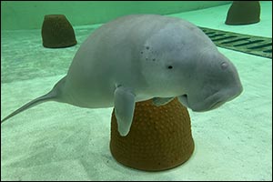 The Environment Agency – Abu Dhabi Saves and Rehabilitates Malqout the Dugong