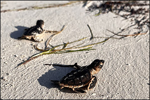 Some 300 turtles hatch at EGA's Al Taweelah beach this season, bringing the total hatchings to approximately 7,500 since 2011
