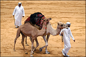 The Abu Dhabi International Hunting and Equestrian Exhibition 2024 hosts the largest auction of purebred Arabian camels, achieving sales of nearly AED 2.5 million for 15 camels