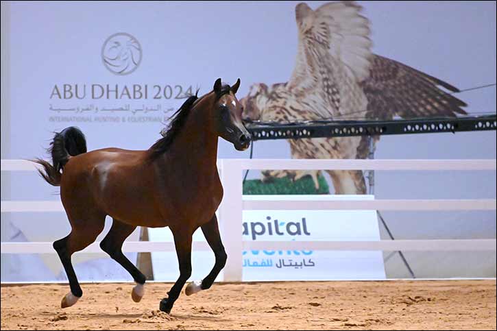 Abu Dhabi International Hunting and Equestrian Exhibition announces Emirates Arabian Horse Society as Equestrian Sector Partner