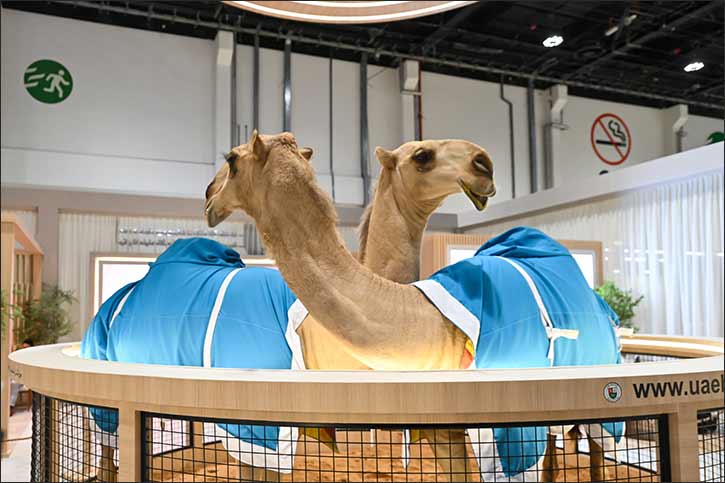 Treasures and innovation takes centre stage at the Abu Dhabi International Hunting and Equestrian Exhibition 2025