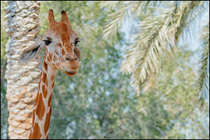 Baby Boom at Emirates Park Zoo & Resort- New Borns New Life!