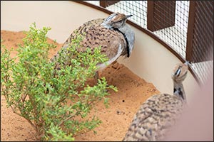 Inaugural Al Ain International Hunting and Equestrian Exhibition shines spotlight on UAE's animals t ...