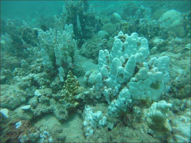 Scientists Identify What Triggers Extreme Summer Heat in the Arabian Gulf