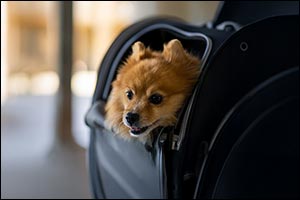 Etihad Airways Makes Travelling with Pets More Accessible with a Special Pets Onboard Promotional Offer