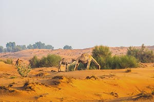 Under the directives of Hamdan bin Zayed, Environment Agency  � Abu Dhabi announces emirate's 2026 grazing season to run exceptionally from 22 April u ...