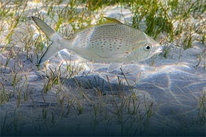 Under directives of Hamdan bin Zayed, Environment Agency � Abu Dhabi implements ministerial decisions reshaping emirate's fishing regulations for 2026