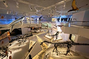 Natural History Museum Abu Dhabi celebrates International Museum Day with Free entry and hands-on experiences for all ages