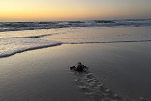 Environment Agency – Abu Dhabi records first-ever Olive Ridley turtle nest in the emirate