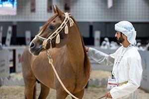 Purebred Arabian Horse Showcases, Equestrian Displays and Heritage Activities Among Key Highlights of Day Seven at ADIHEX 2026