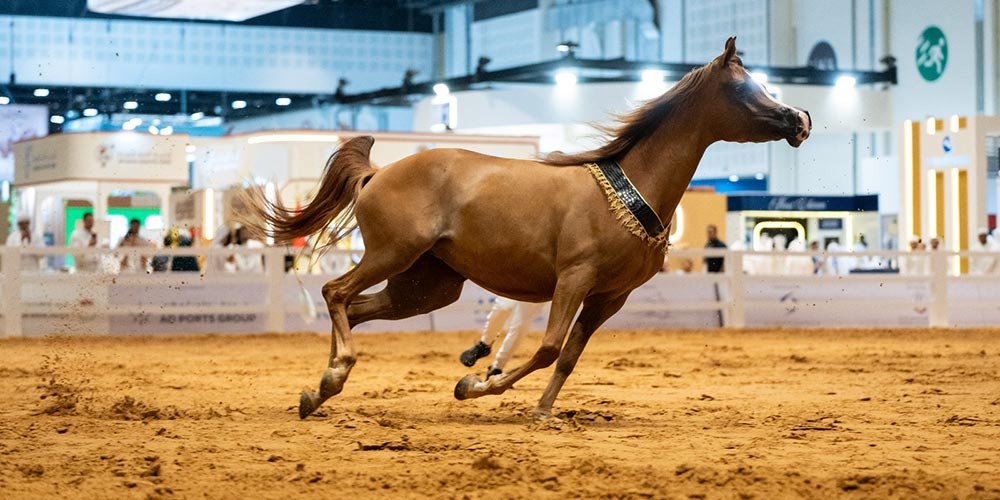 ADIHEX 2026 Heads Into Final Weekend of Record-Breaking Auctions