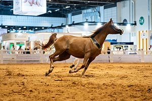 ADIHEX 2026 Heads Into Final Weekend of Record-Breaking Auctions
